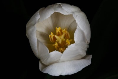 Tulip