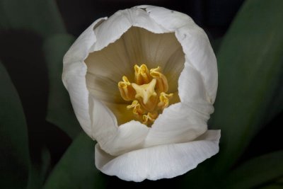 Tulip