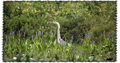 Blue Heron Glen Lake