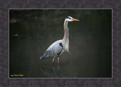 IMG_7591web.jpg