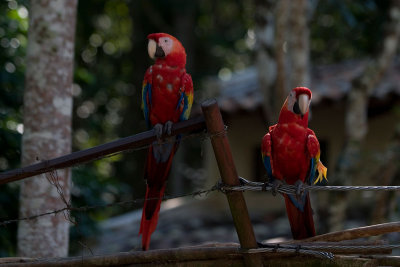 En 1996 Honduras declaró al Papagayo su ave nacional	