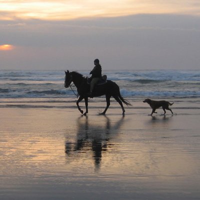 Horse-n-Dog