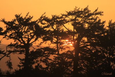 Sunrise Spruce