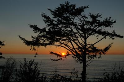 Sunset Tree (12-05-05)