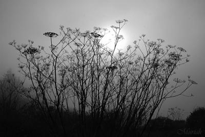 Foggy Dill