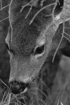 Fawn Camo