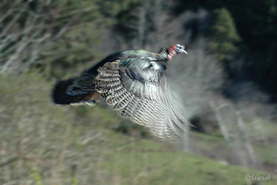 Turkey Fly (02-14-06)