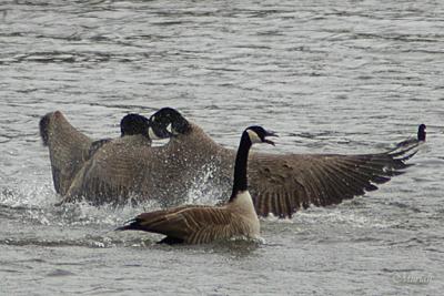 Goose Fight Here! Goose Fight Here! (03-04-06)