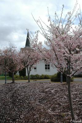 Cherry Blossom Steeple -04-01-06