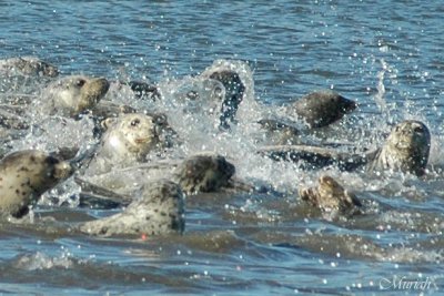 Seal Splash