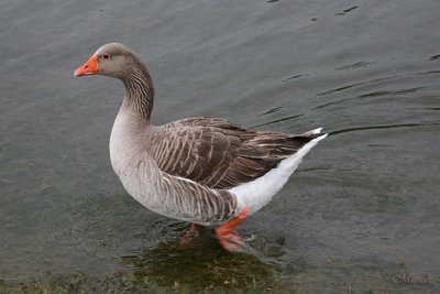 Goose Wade
