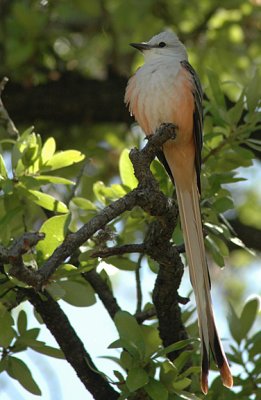 Peachy ScissorTail
