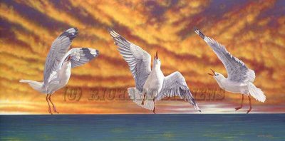 Dancing Seagulls 2