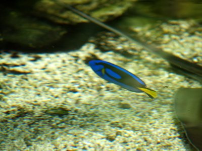 Pretty Blue Fish