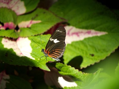Butterfly Walks Lightly