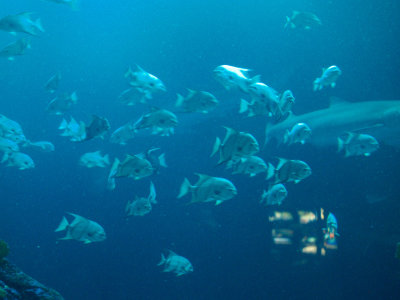 River Journey (Tennessee Aquarium) 2008