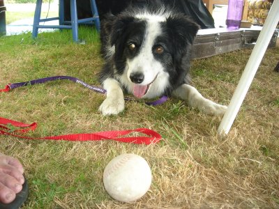 Holly the dog doin' her job