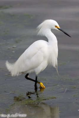 Snowy Egret (Egretta thula) (4800)