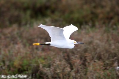 Snowy Egret (Egretta thula) (4843)