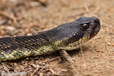 Western Diamondback Rattlesnake (4921).jpg