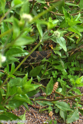 Western Diamondback Rattlesnake (4922).jpg