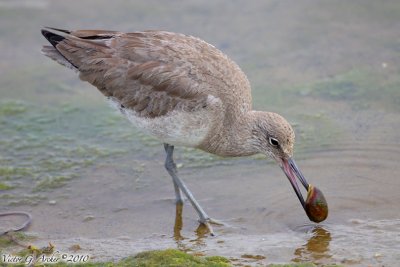 Willet (Tringa semipalmata) (4856)