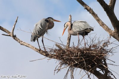 Great Blue Heron (Ardea herodias) (5384)