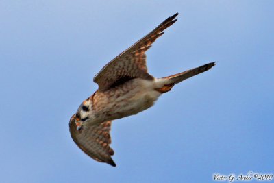 American Kestrial (Falco sparverius) (5390)
