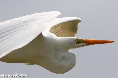 Great Egret (Ardea alba) (5409)