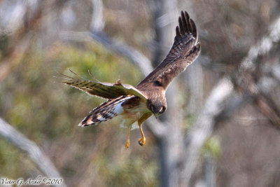 Northern Harrier (Circus cyaneus) (5509)