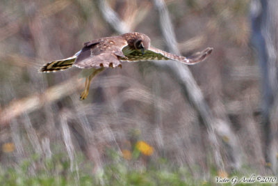 Northern Harrier (Circus cyaneus) (5511)