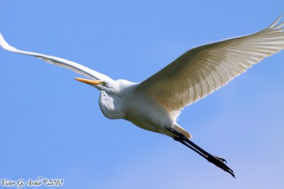 Great Egret (Ardea alba) (5568)