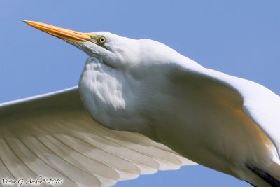 Great Egret (Ardea alba) (5571)