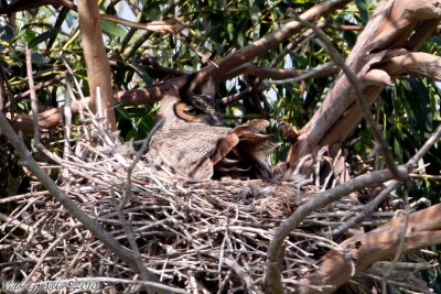 Great Horned Owl (Bubo virginianus) (5730)