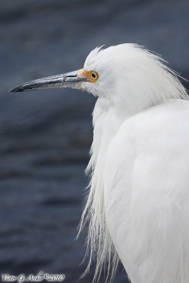Snowy Egret (Egretta thula) (5752)