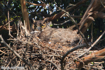 Great Horned Owl (Bubo virginianus) (5861)