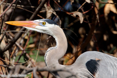 Great Blue Heron (Ardea herodias) (5870)