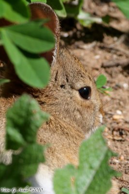 Cotton Tail Rabbit (5883)