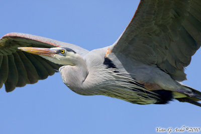 Great Blue Heron (Ardea herodias) (5902)