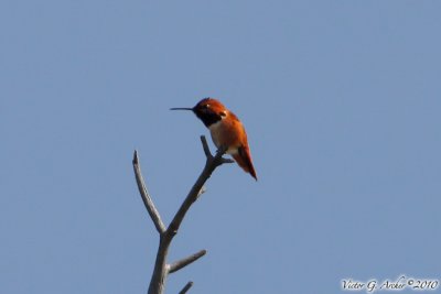 Rufous Hummingbird (Selasphorus rufus) (5916)