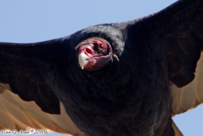 Turkey Vulture (Cathartes aura) (5955)