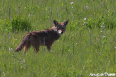 Coyote (5965)