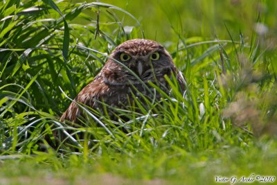 Burrowing Owl (Athene cunicularia) (6028)
