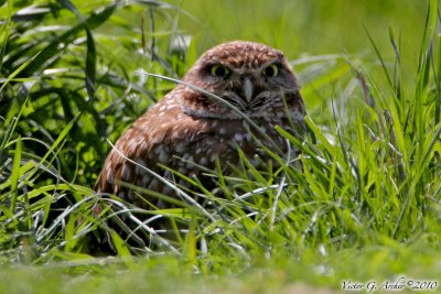 Burrowing Owl (Athene cunicularia) (6039)