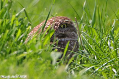 Burrowing Owl (Athene cunicularia) (6051)