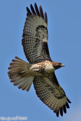 Red Tail Hawk (Buteo jamaicensis) (6138)