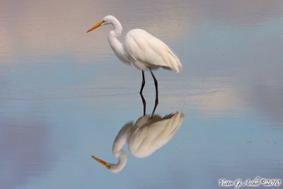 Great Egret (Ardea alba) (6197)