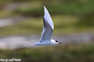 Forster's  Tern (Sterna forsteri) (6237)