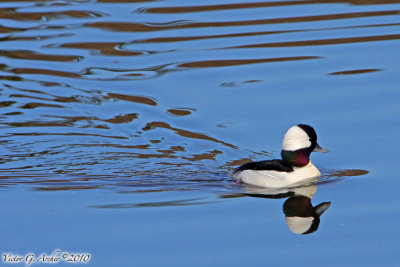 Bufflehead (Bucephala albeola) (6256)