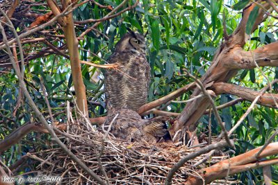 Great Horned Owl (Bubo virginianus) (6259)